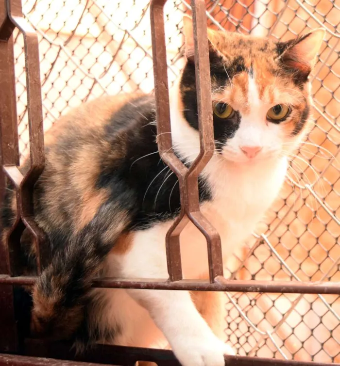 Gato raça SRD idade 2 anos nome Vick