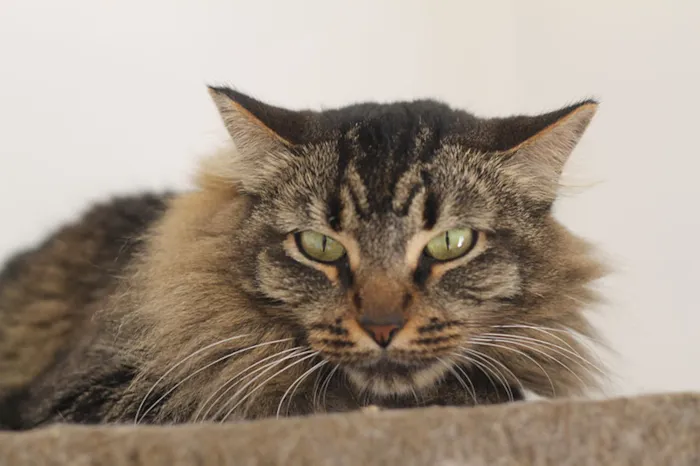 Gato ra a SRD idade 2 anos nome Ana Neri