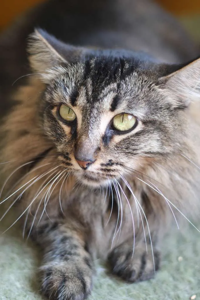 Gato ra a SRD idade 2 anos nome Ana Neri
