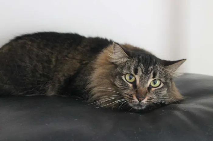 Gato ra a SRD idade 2 anos nome Ana Neri