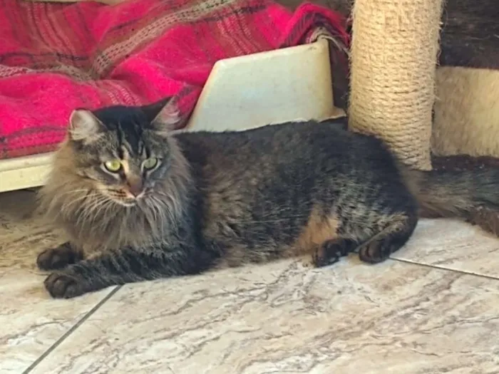 Gato ra a SRD idade 2 anos nome Ana Neri