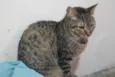 Amunet