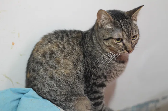 Gato ra a SRD idade 2 anos nome Amunet