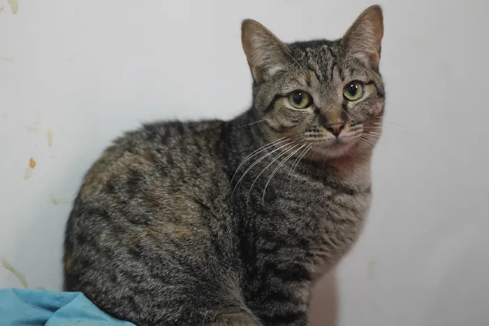Gato ra a SRD idade 2 anos nome Amunet
