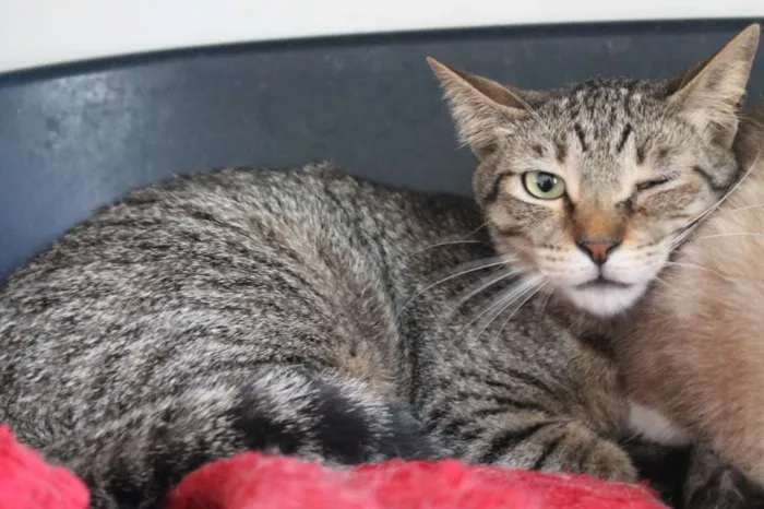 Gato ra a SRD idade 2 anos nome Amunet