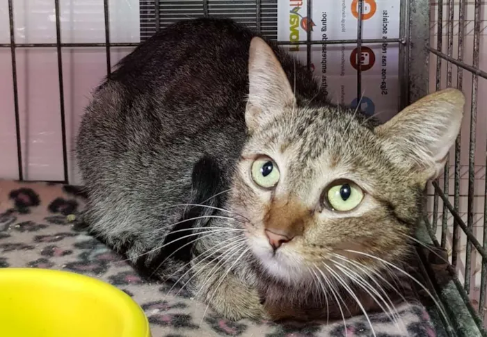 Gato raça SRD idade 2 anos nome Bastet