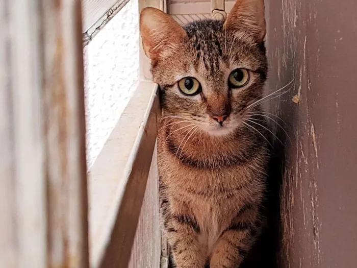 Gato raça SRD idade 2 anos nome Bastet