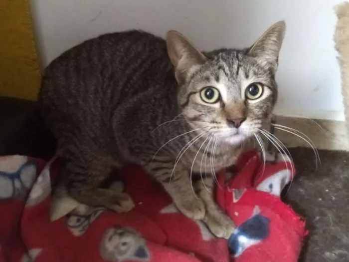 Gato raça SRD idade 2 anos nome Bastet