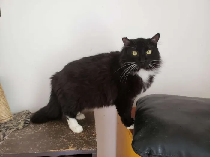 Gato ra a SRD idade 3 anos nome Camarguinho