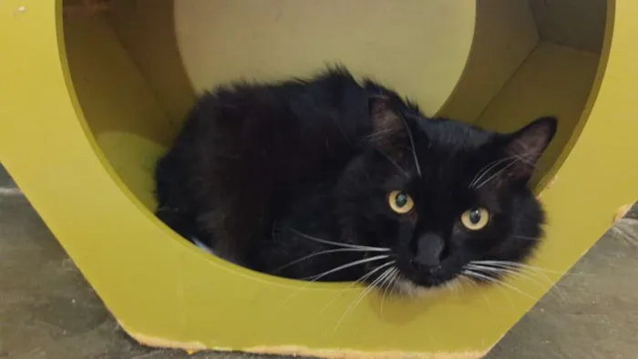 Gato ra a SRD idade 3 anos nome Camarguinho
