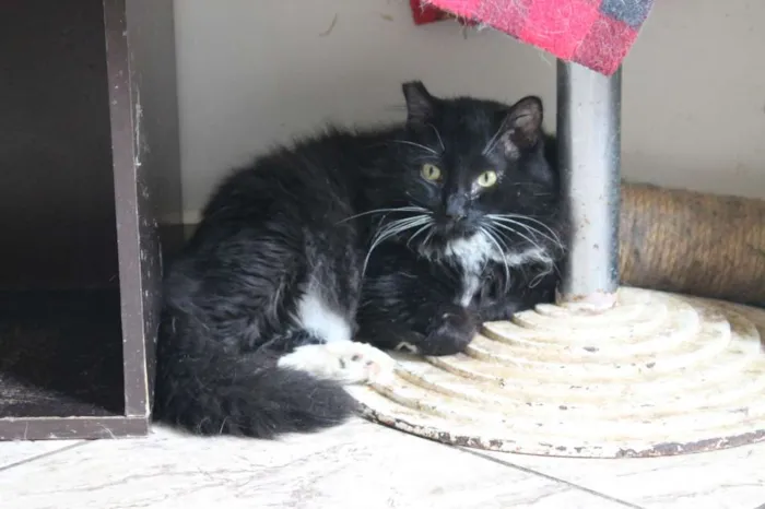 Gato ra a SRD idade 3 anos nome Camarguinho