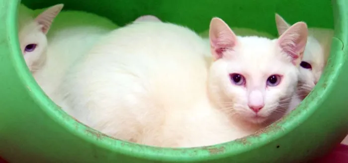 Gato raça SRD idade 1 ano nome Cleopatra