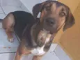 Maicon