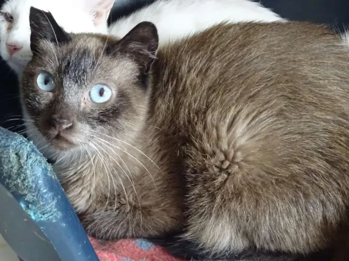 Gato raça SRD idade 2 anos nome Fanny