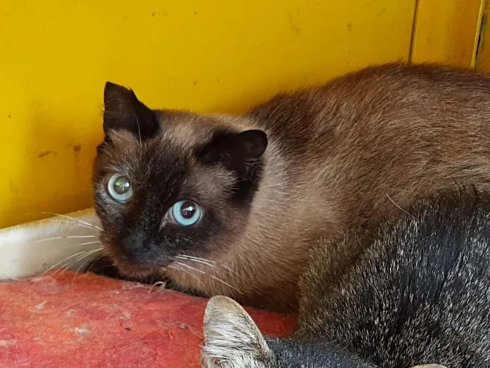 Gato raça SRD idade 2 anos nome Fanny