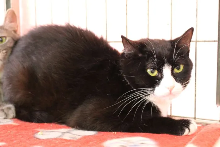 Gato raça SRD idade 3 anos nome Lori