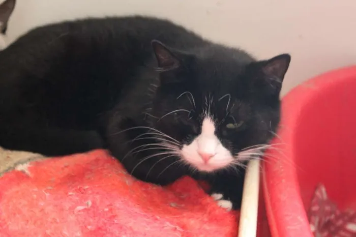 Gato raça SRD idade 3 anos nome Lori