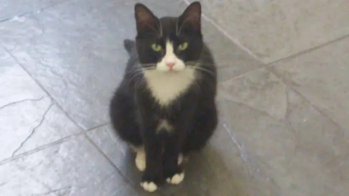 Gato raça SRD idade 3 anos nome Lori