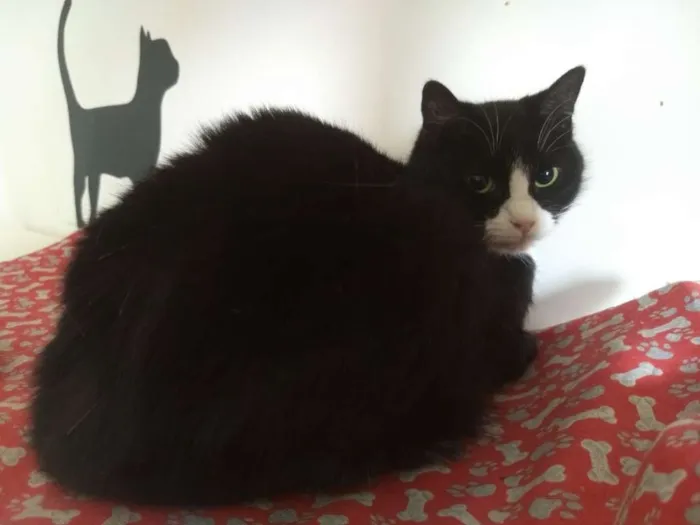 Gato raça SRD idade 3 anos nome Lori