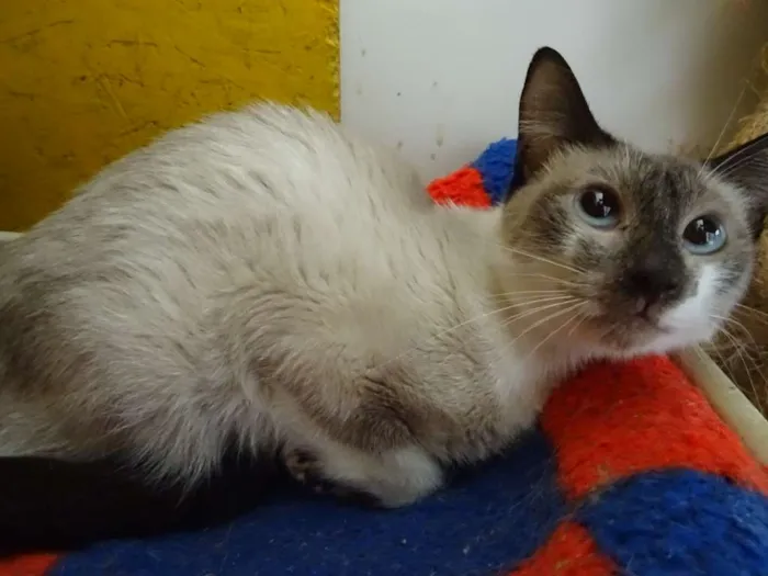 Gato raça SRD idade 2 anos nome Marin