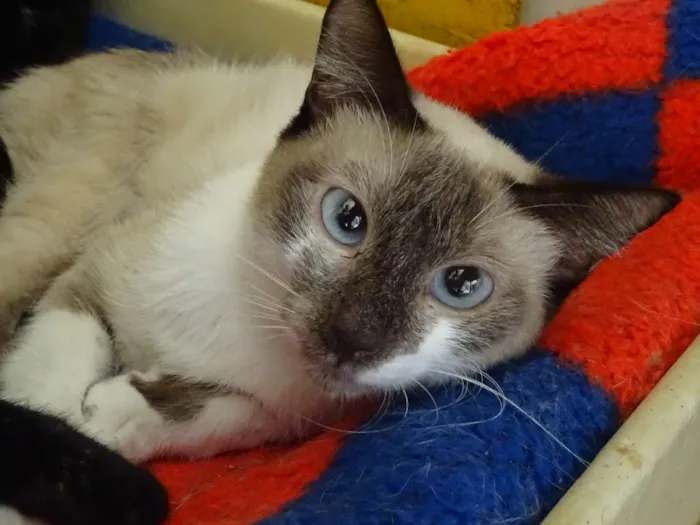 Gato raça SRD idade 2 anos nome Marin