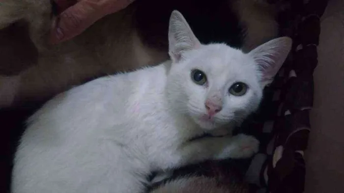 Gato ra a Srd idade 2 a 6 meses nome Joe