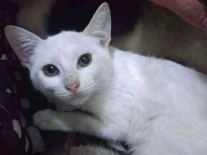 Gato ra a Srd idade 2 a 6 meses nome Joe
