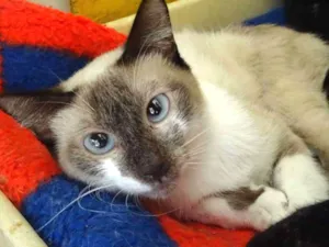 Gato raça SRD idade 2 anos nome Marin