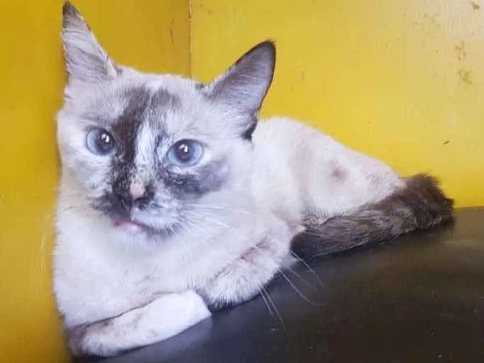 Gato raça SRD idade 2 anos nome Marin