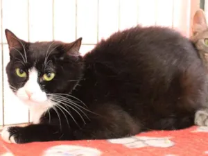 Gato raça SRD idade 3 anos nome Lori