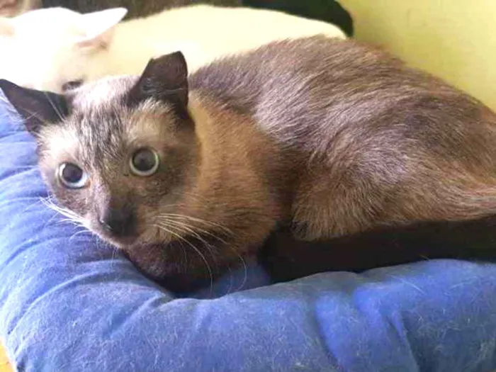 Gato raça SRD idade 2 anos nome Fanny