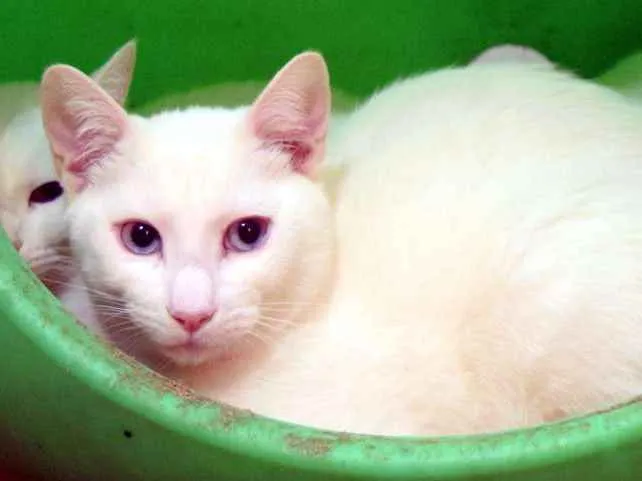 Gato raça SRD idade 1 ano nome Cleopatra