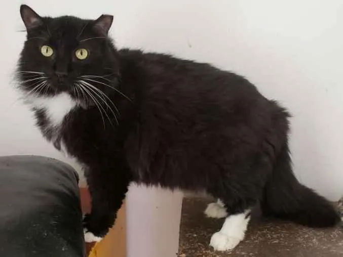 Gato ra a SRD idade 3 anos nome Camarguinho
