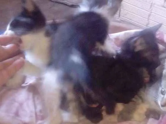 Gato ra a Siamês idade 2 a 6 meses nome Não ten nomes ainda