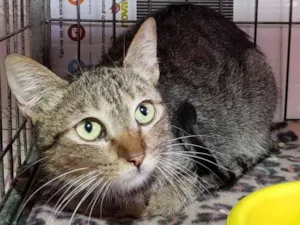 Gato raça SRD idade 2 anos nome Bastet