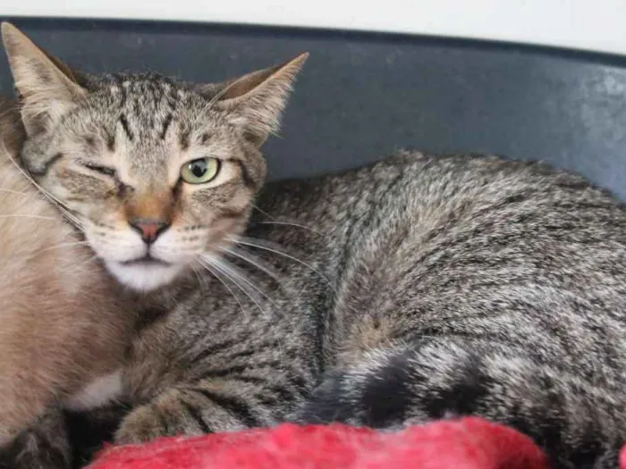 Gato ra a SRD idade 2 anos nome Amunet