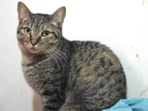 Gato raça SRD idade 2 anos nome Amunet