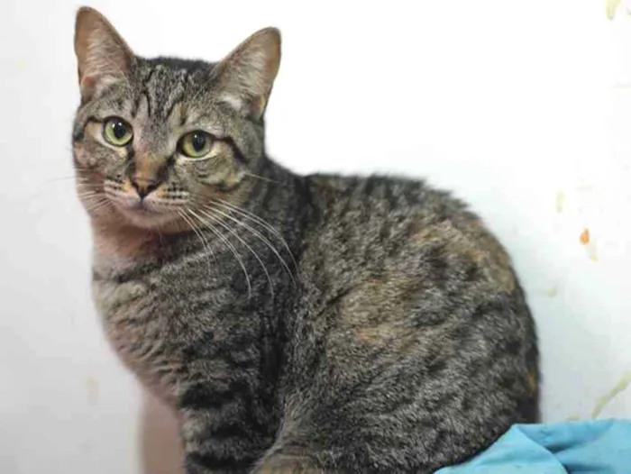 Gato ra a SRD idade 2 anos nome Amunet