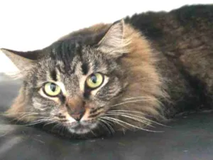 Gato raça SRD idade 2 anos nome Ana Neri