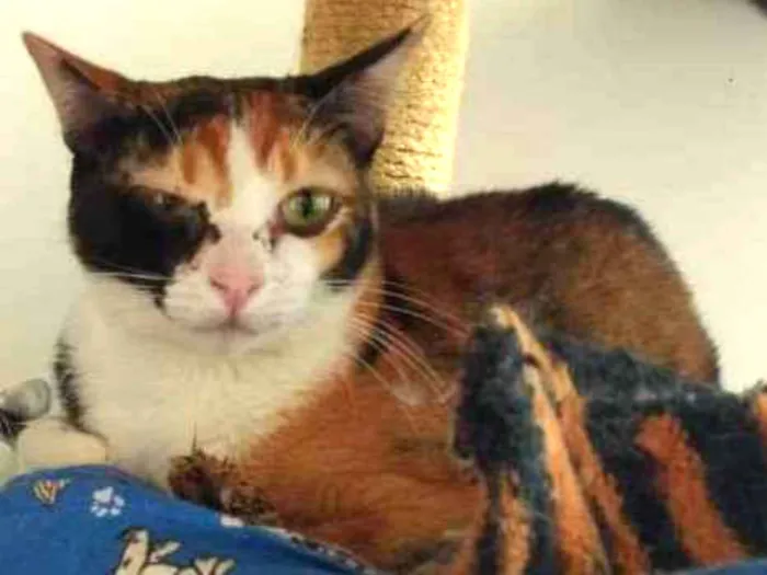 Gato raça SRD idade 2 anos nome Vick