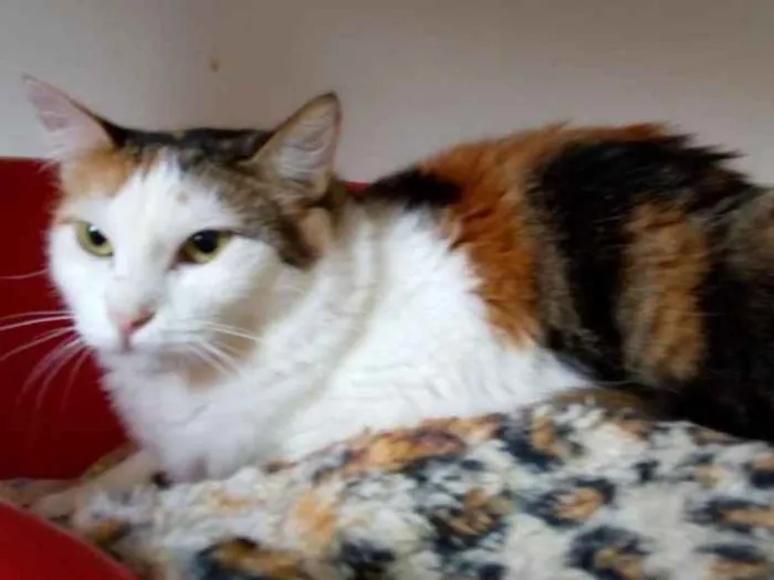 Gato raça SRD idade 3 anos nome Alba