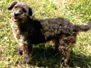 Cachorro raça SRD/MIX POODLE idade 3 anos nome BEBÊ