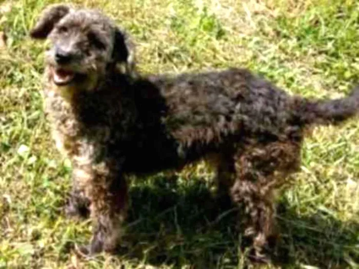 Cachorro ra a SRD/MIX POODLE idade 3 anos nome BEBÊ