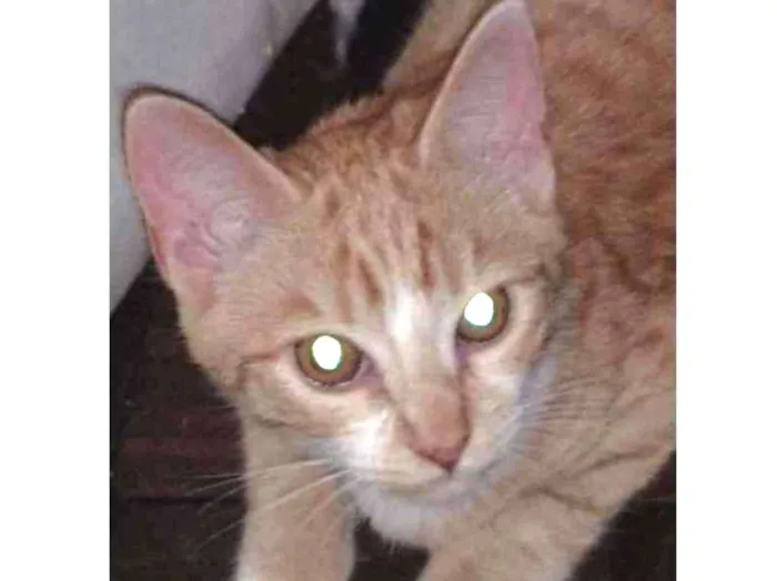Gato ra a Felino idade 2 a 6 meses nome Princesa