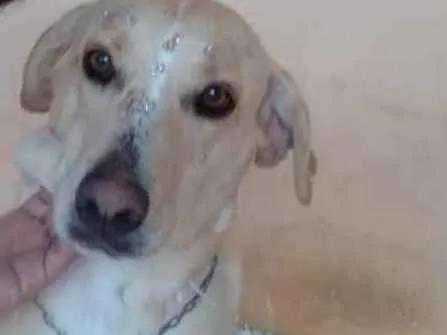 Cachorro ra a Labradora. idade 5 anos nome Nanda