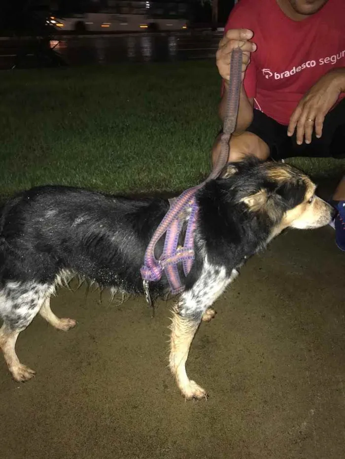 Cachorro raça Vira lata idade 2 anos nome Luli