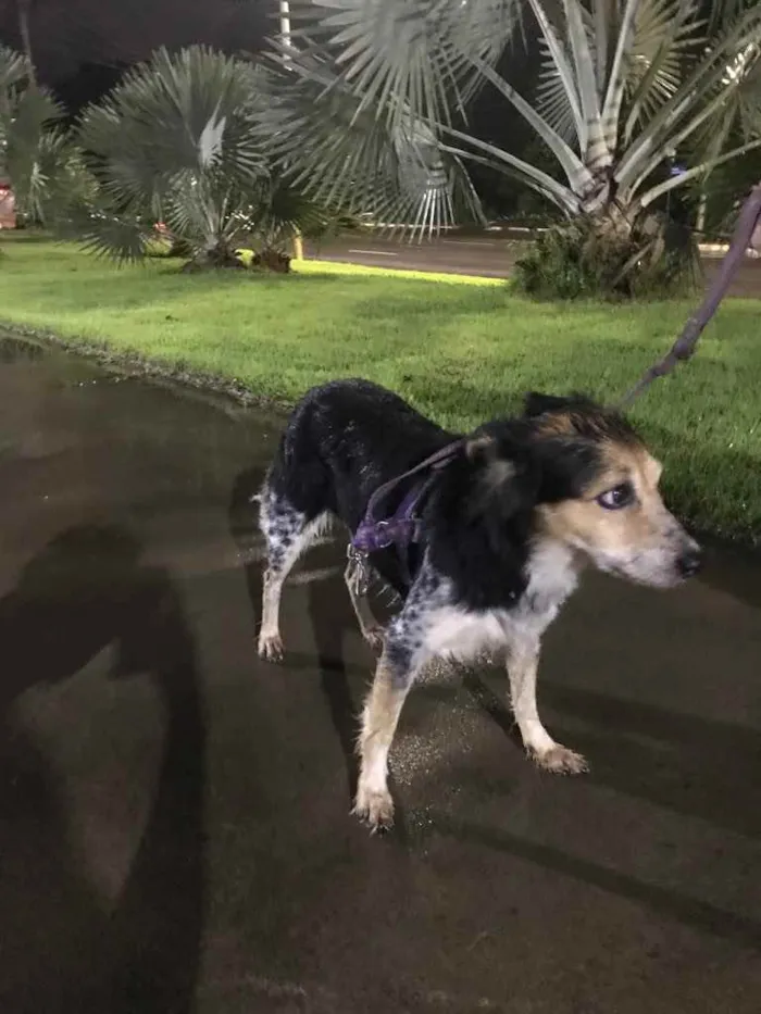 Cachorro raça Vira lata idade 2 anos nome Luli