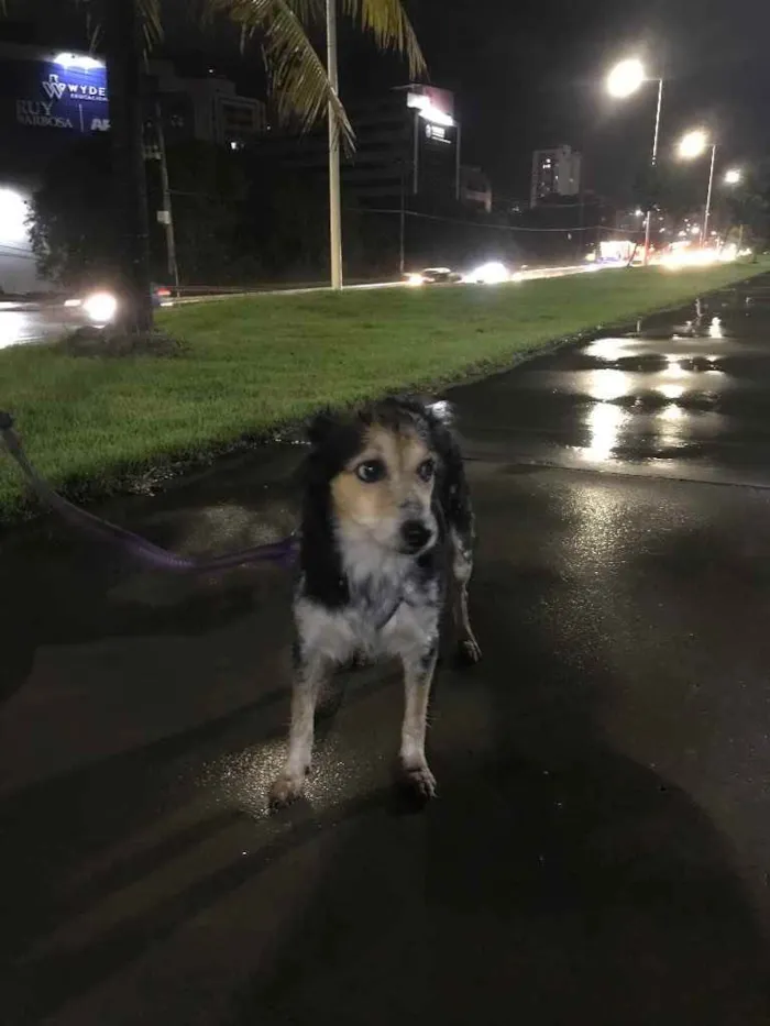 Cachorro raça Vira lata idade 2 anos nome Luli