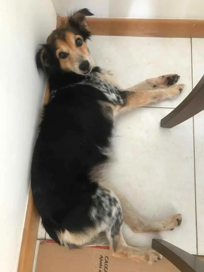 Cachorro raça Vira lata idade 2 anos nome Luli