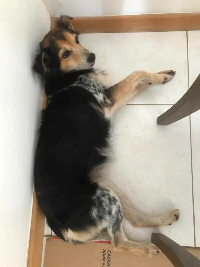 Cachorro raça Vira lata idade 2 anos nome Luli